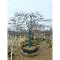 外山羽毛枫